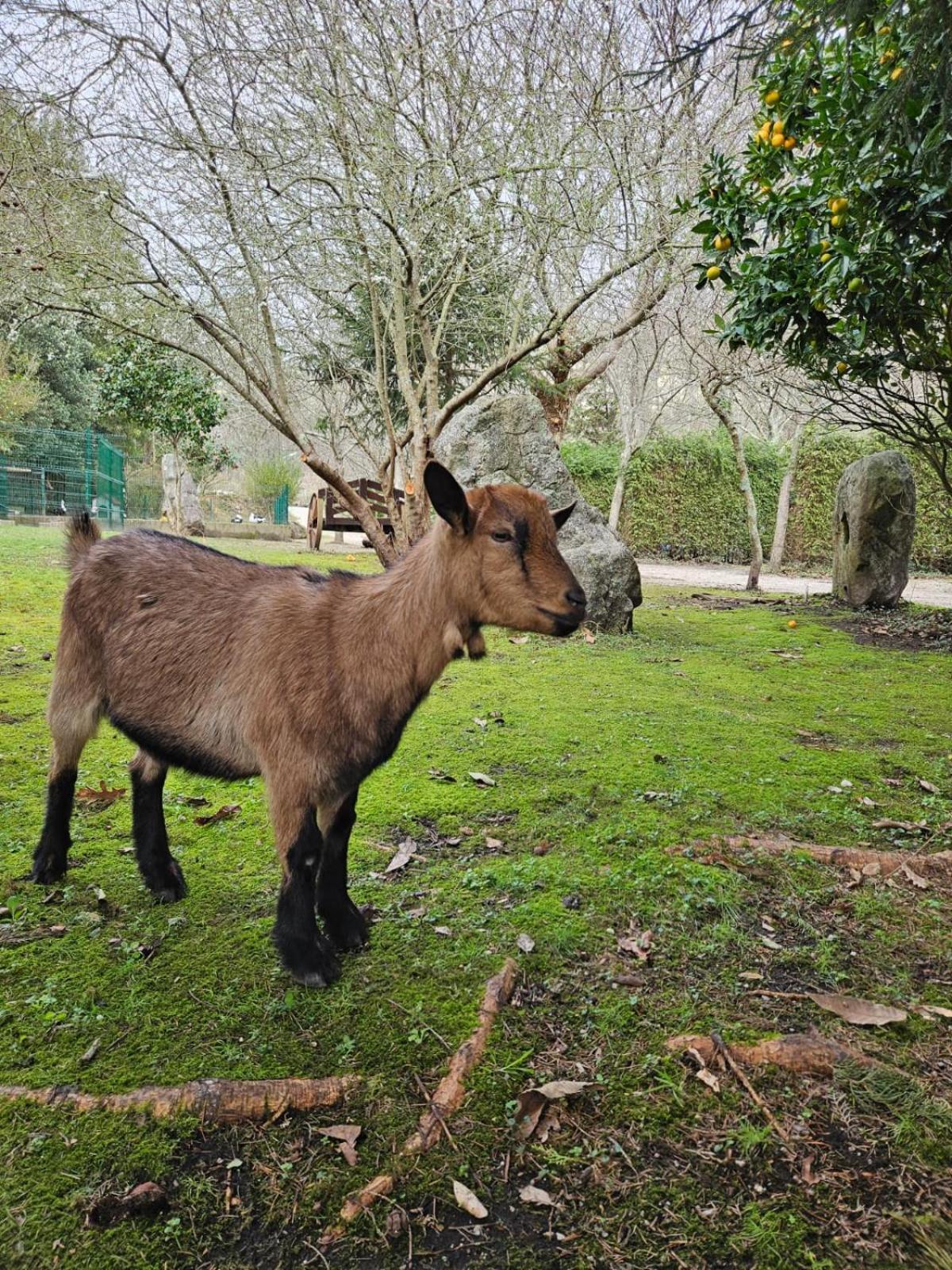 Camping Rural Ria De Arosa 2 Ribeira Εξωτερικό φωτογραφία